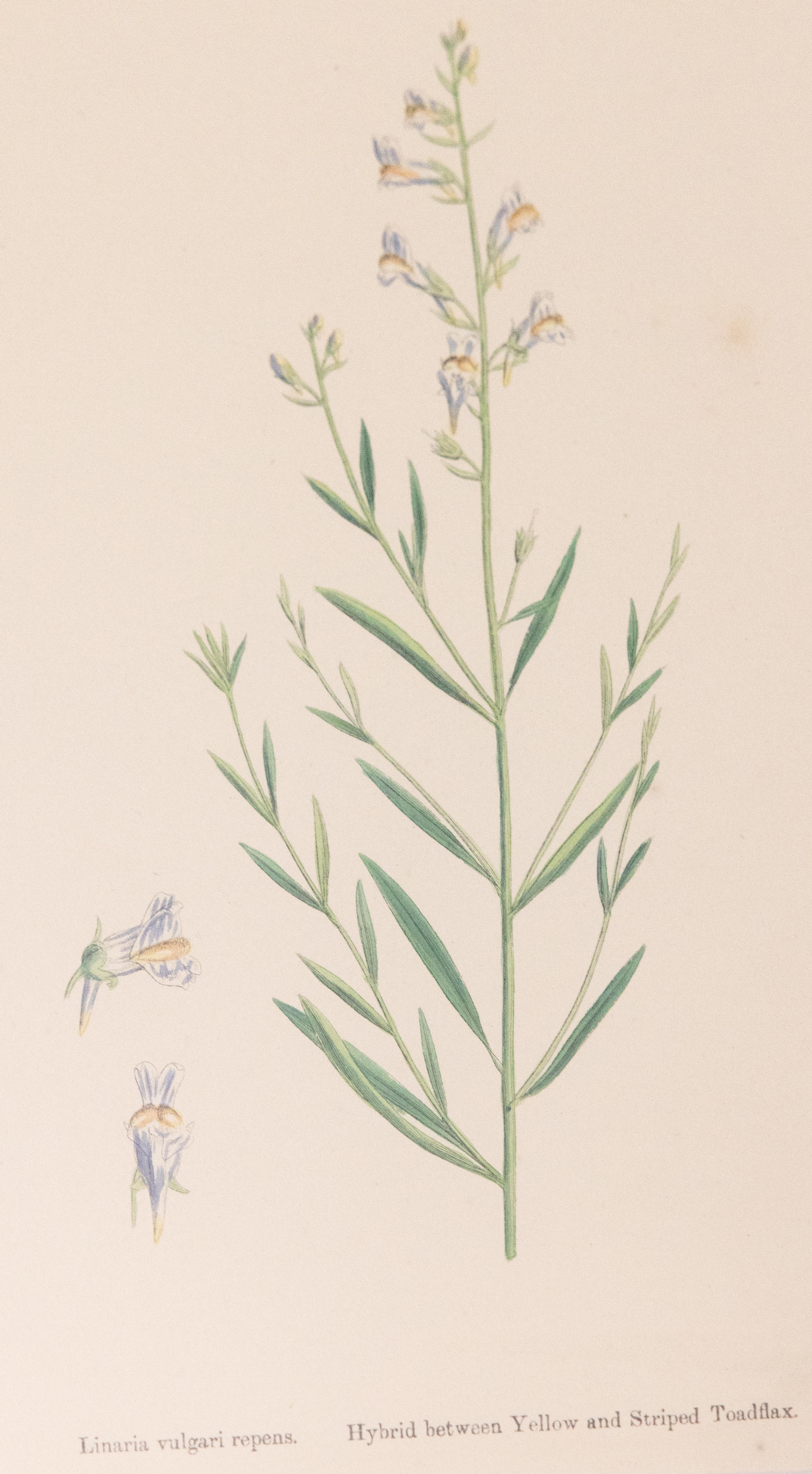 Antike Arts and Crafts-Fensterschärchen mit botanischen Pflanzen aus dem 19. Jahrhundert (Mittleres 19. Jahrhundert) im Angebot