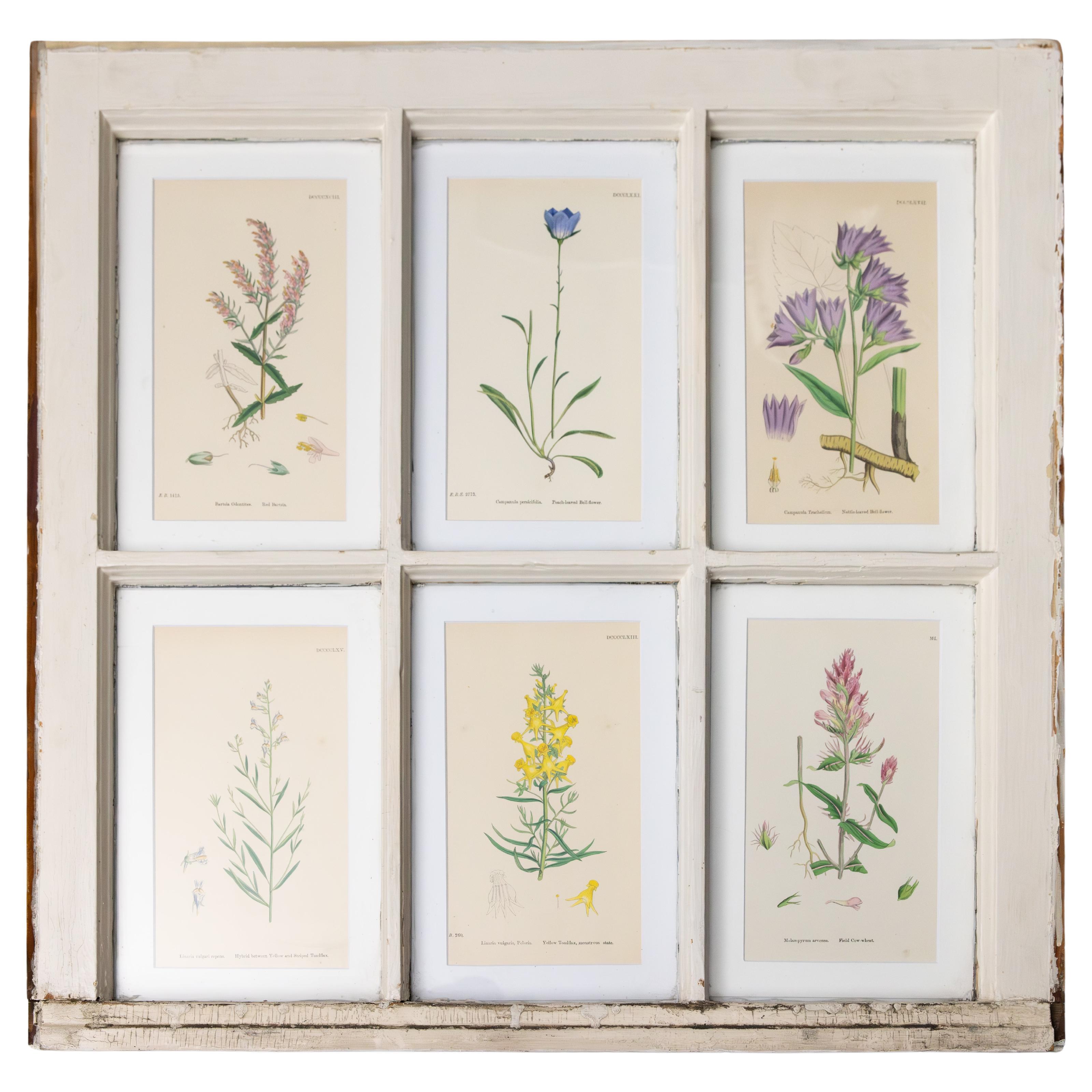 Antiguas hojas de ventana Arts and Crafts con botánicos del siglo XIX