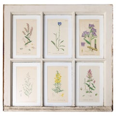 Antiguas hojas de ventana Arts and Crafts con botánicos del siglo XIX