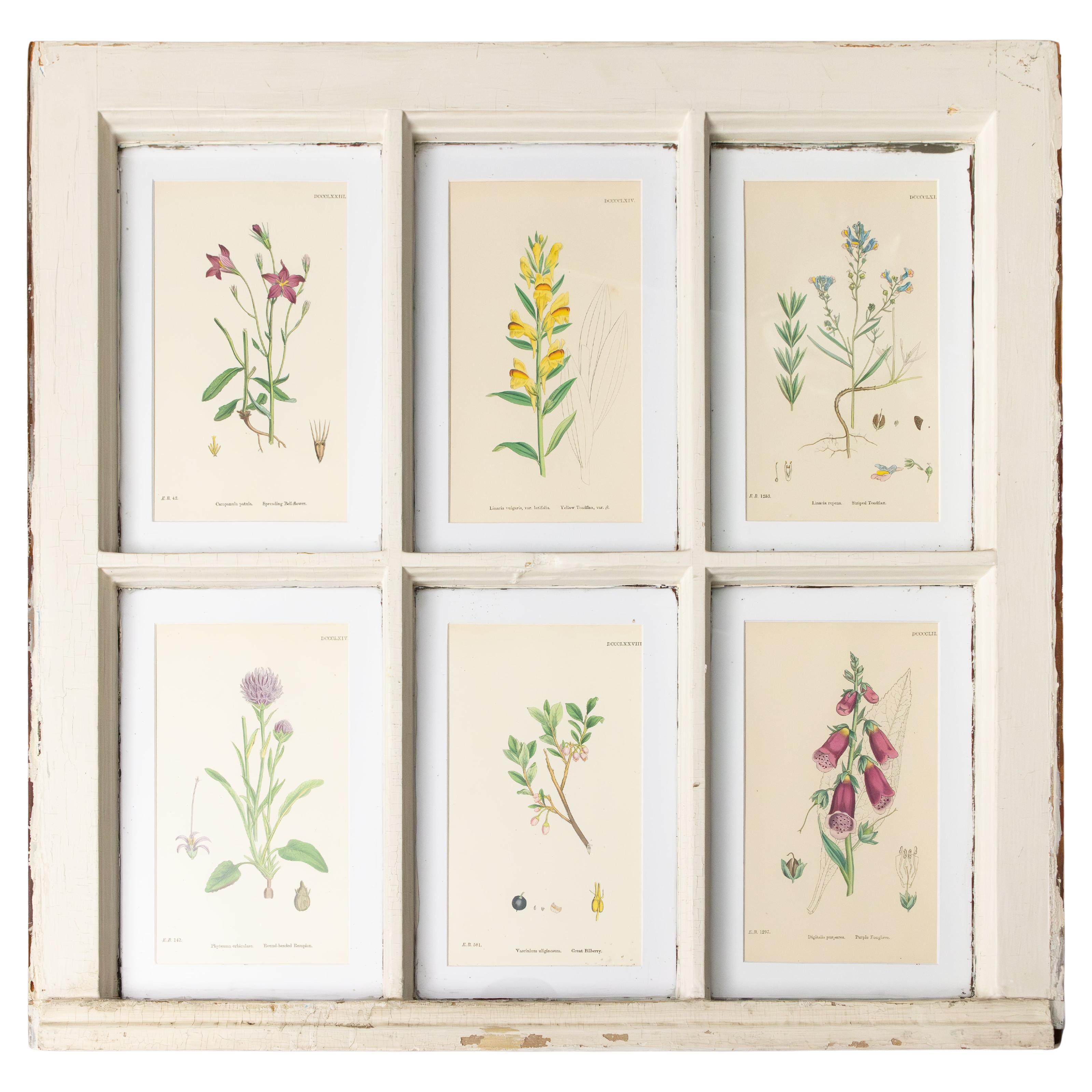 Antique Arts and Crafts Window Sashes with 19th Century Botanicals For Sale