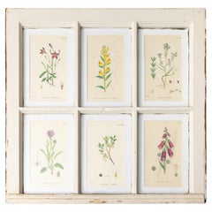 Antique Arts and Crafts Window Sashes with 19th Century Botanicals