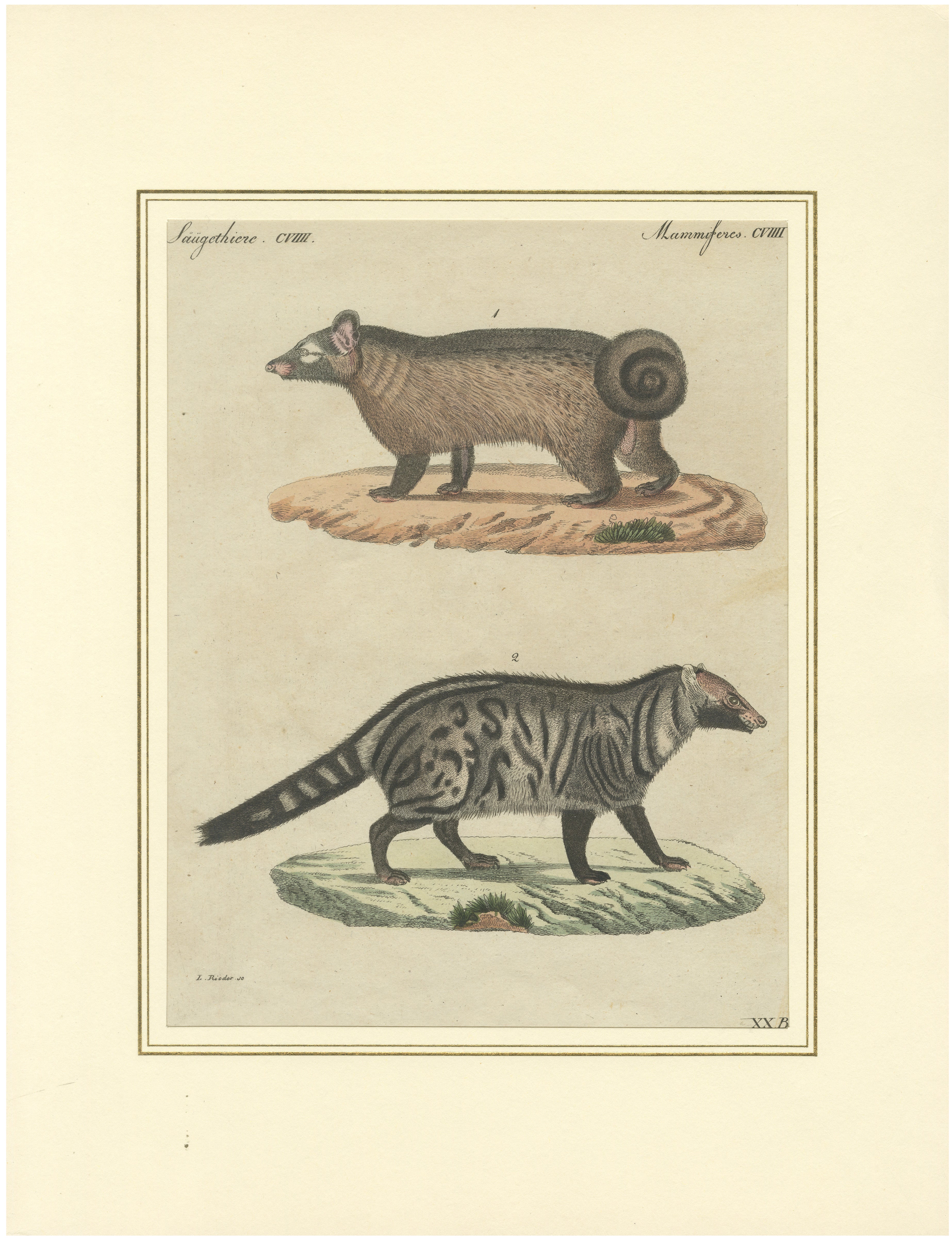 Antike asiatische Zibetkatzen und Kopi Luwak – Naturkundlicher Stich – Bertuch, 1820