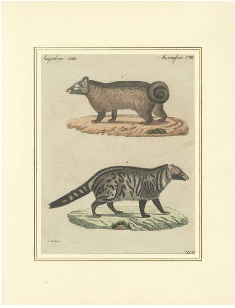 Antique Asian Civets & Kopi Luwak Natural History Engraving – Bertuch, 1820