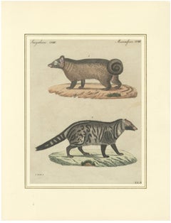 Antique Asian Civets & Kopi Luwak Natural History Engraving – Bertuch, 1820