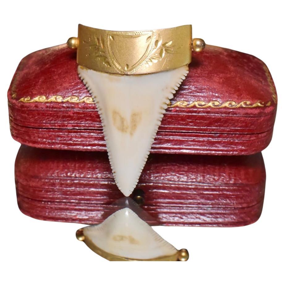 Antica spilla australiana a dente di squalo grande in oro 9ct di C.C. Piers