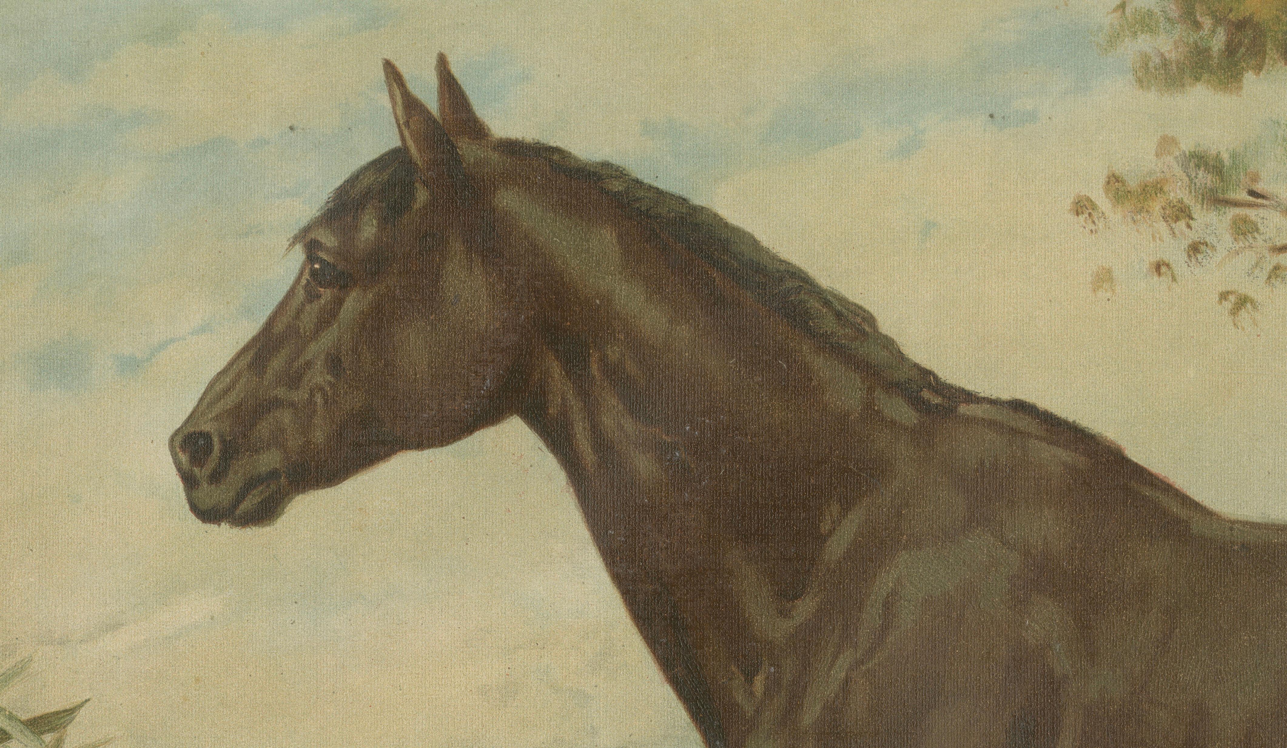 Antique Australian Horse Portrait 1898, Colonial Equestrian Lithograph