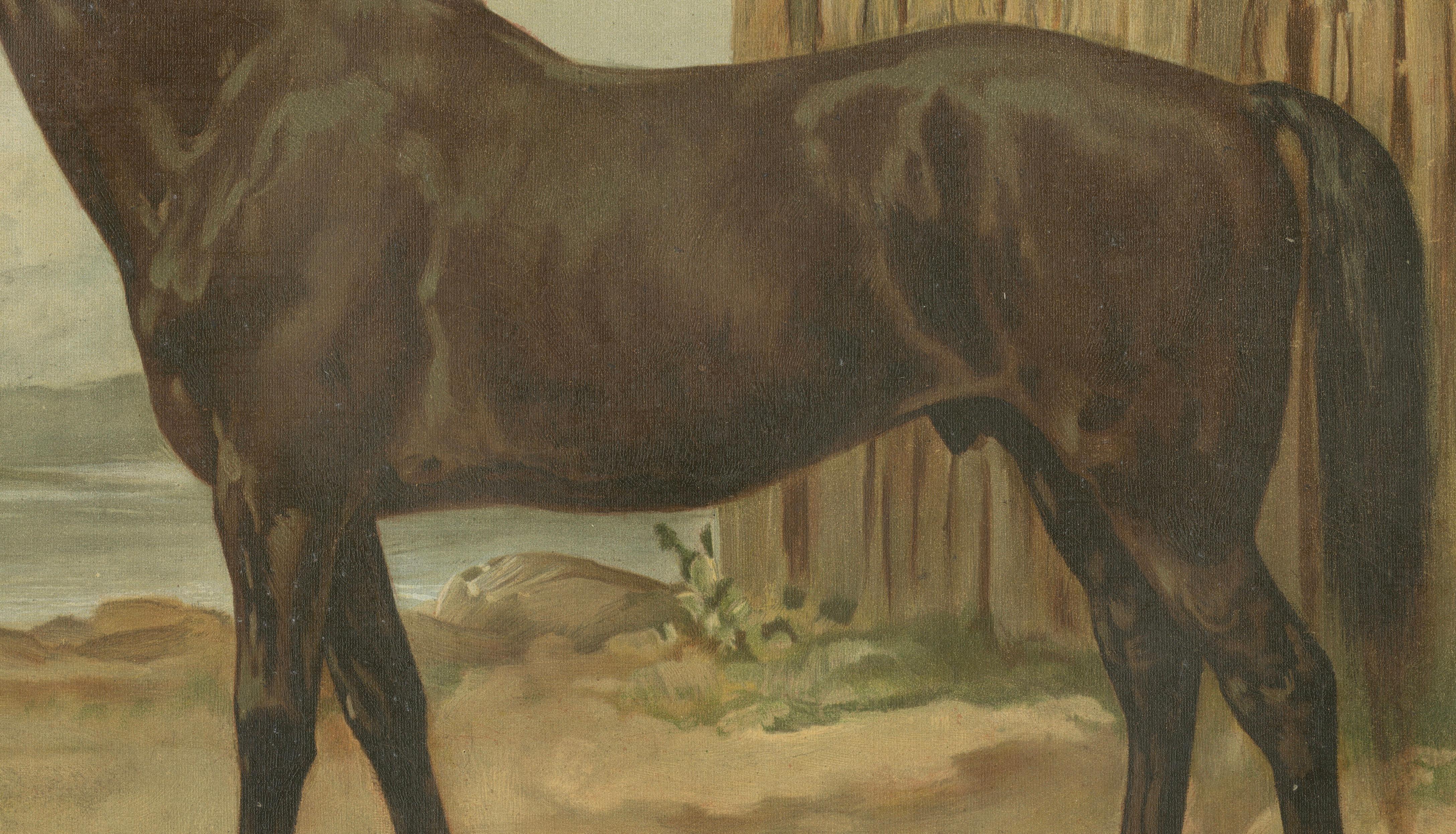 Antique Australian Horse Portrait 1898, Colonial Equestrian Lithograph