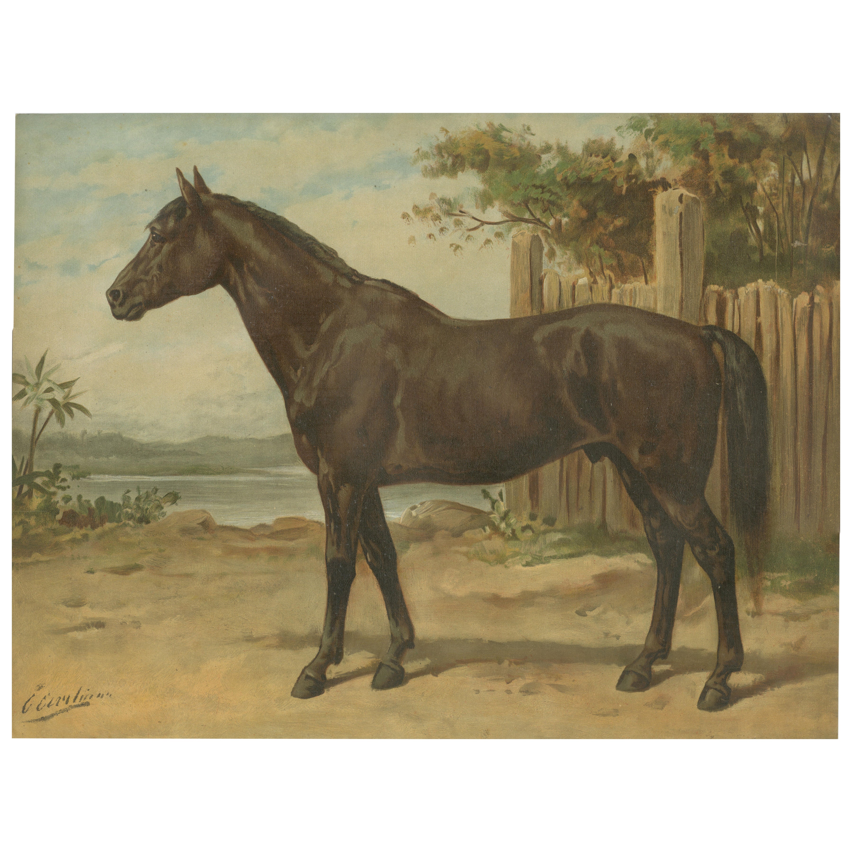 Ancien portrait de cheval australien 1898, lithographie équestre coloniale