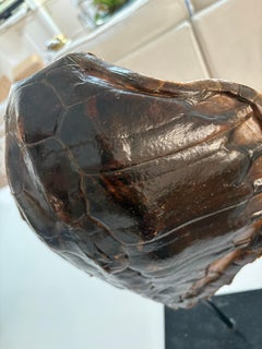 Antique authentic Sea Turtle