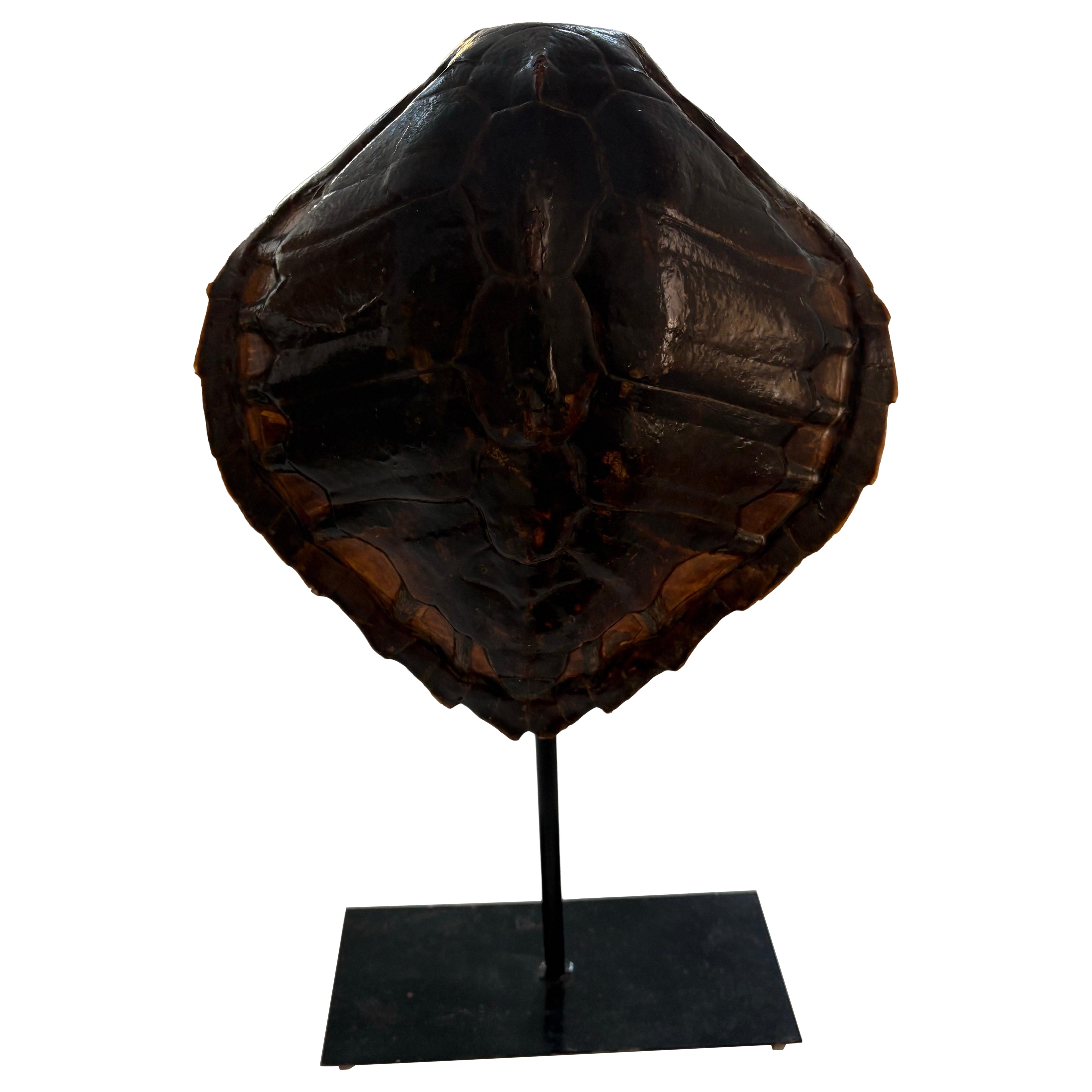 Antique authentic Sea Turtle For Sale