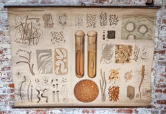 Tableau mural antique sur les bactéries No. 13