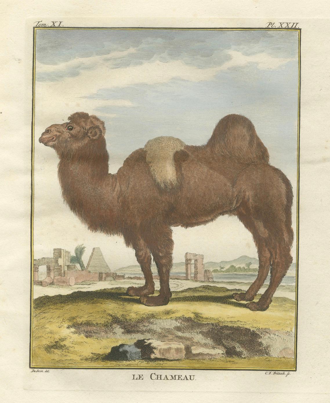 Gravure ancienne sur le chameau de Bactrian, gravure à la main de Buffon Amsterdam 1769

Description :
Cette magnifique gravure du XVIIIe siècle du chameau de Bactriane, colorée à la main et intitulée Le Chameau, provient de l'édition néerlandaise