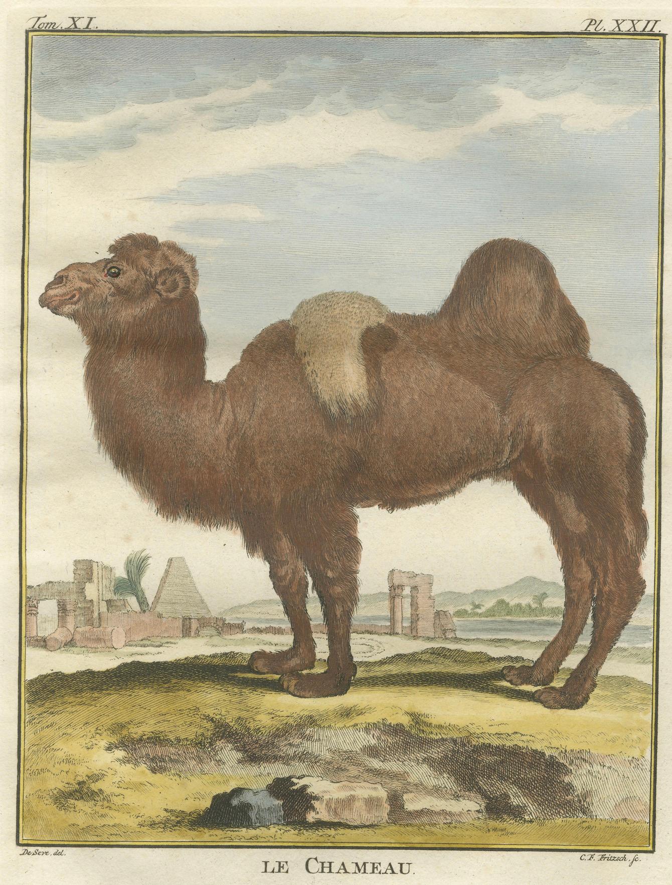 Néerlandais Gravure ancienne sur le chameau de Bactrian, gravure à la main de Buffon Amsterdam 1769 en vente