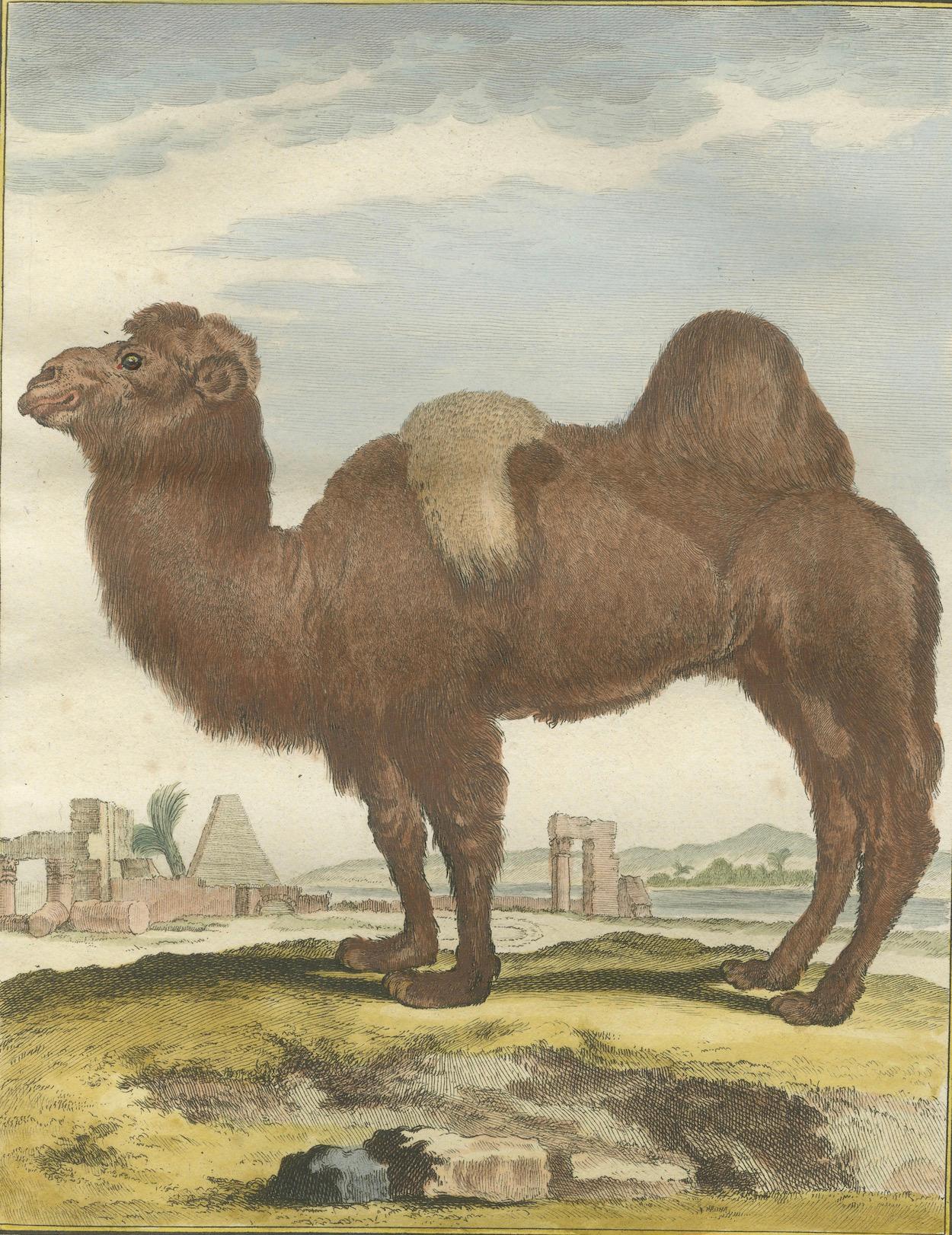 Gravé Gravure ancienne sur le chameau de Bactrian, gravure à la main de Buffon Amsterdam 1769 en vente