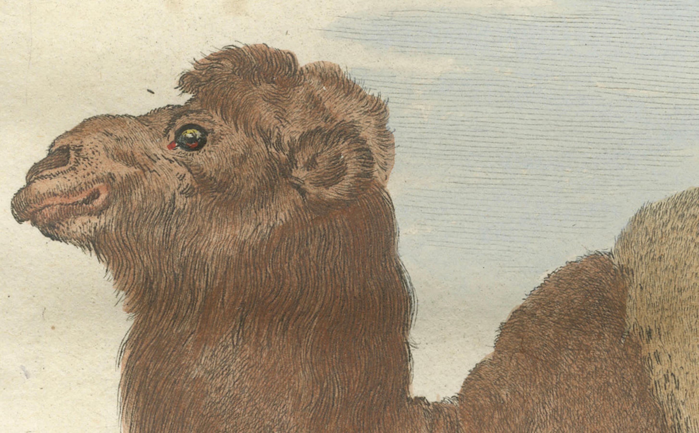 Gravure ancienne sur le chameau de Bactrian, gravure à la main de Buffon Amsterdam 1769 Bon état - En vente à Langweer, NL