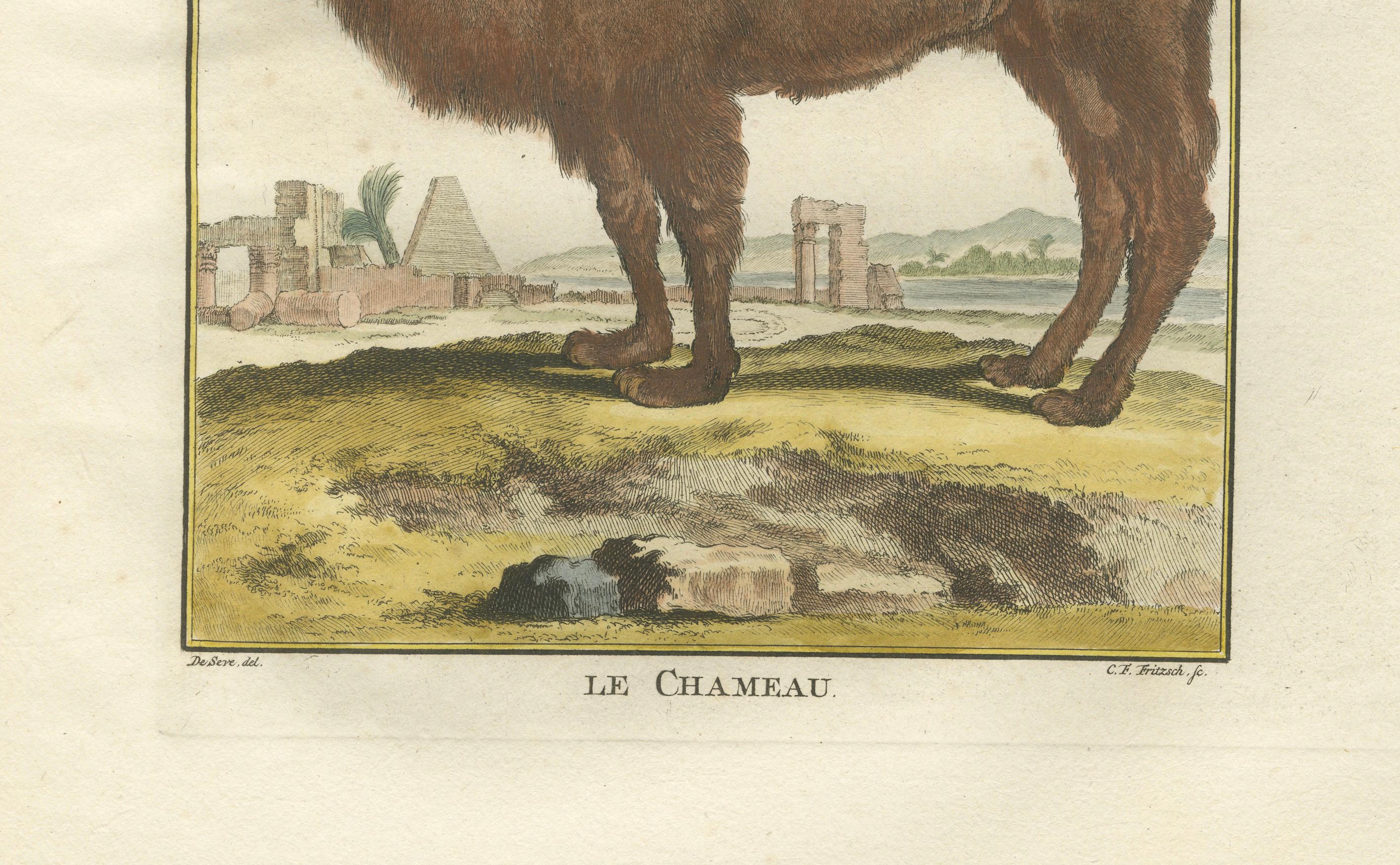 Papier Gravure ancienne sur le chameau de Bactrian, gravure à la main de Buffon Amsterdam 1769 en vente