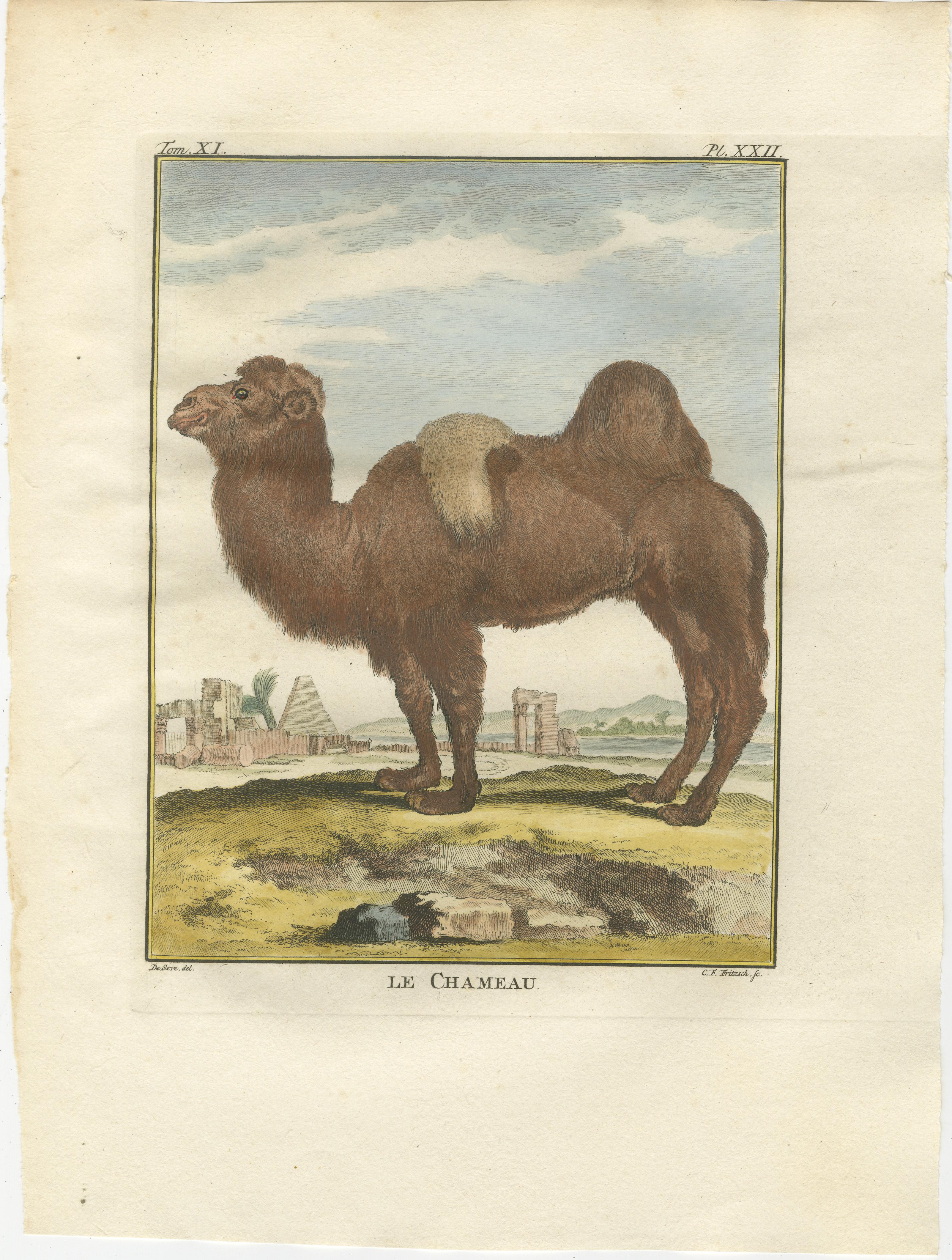 Gravure ancienne sur le chameau de Bactrian, gravure à la main de Buffon Amsterdam 1769 en vente 1