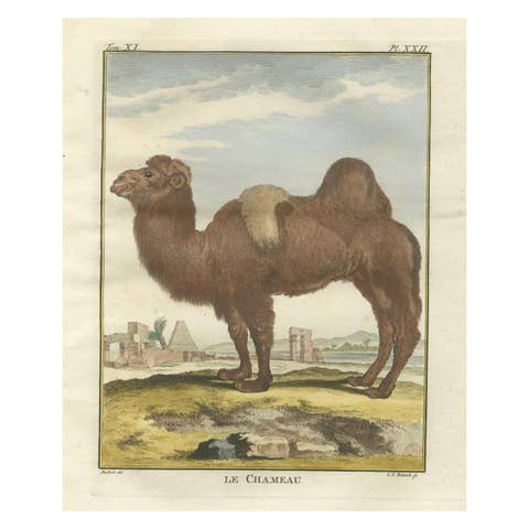 Antique Bactrian Camel Engraving, Buffon Hand-Coloured Print Amsterdam 1769