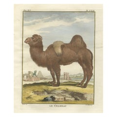 Gravure ancienne sur le chameau de Bactrian, gravure à la main de Buffon Amsterdam 1769