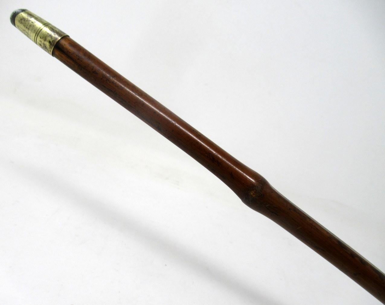 Antique Bamboo Wooden Walking Stick Cane Sterling Silver Mount Crook Handle 1908 2