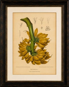 Antique Banana Botanical Chromolithograph by Hoola van Nooten, c. 1880