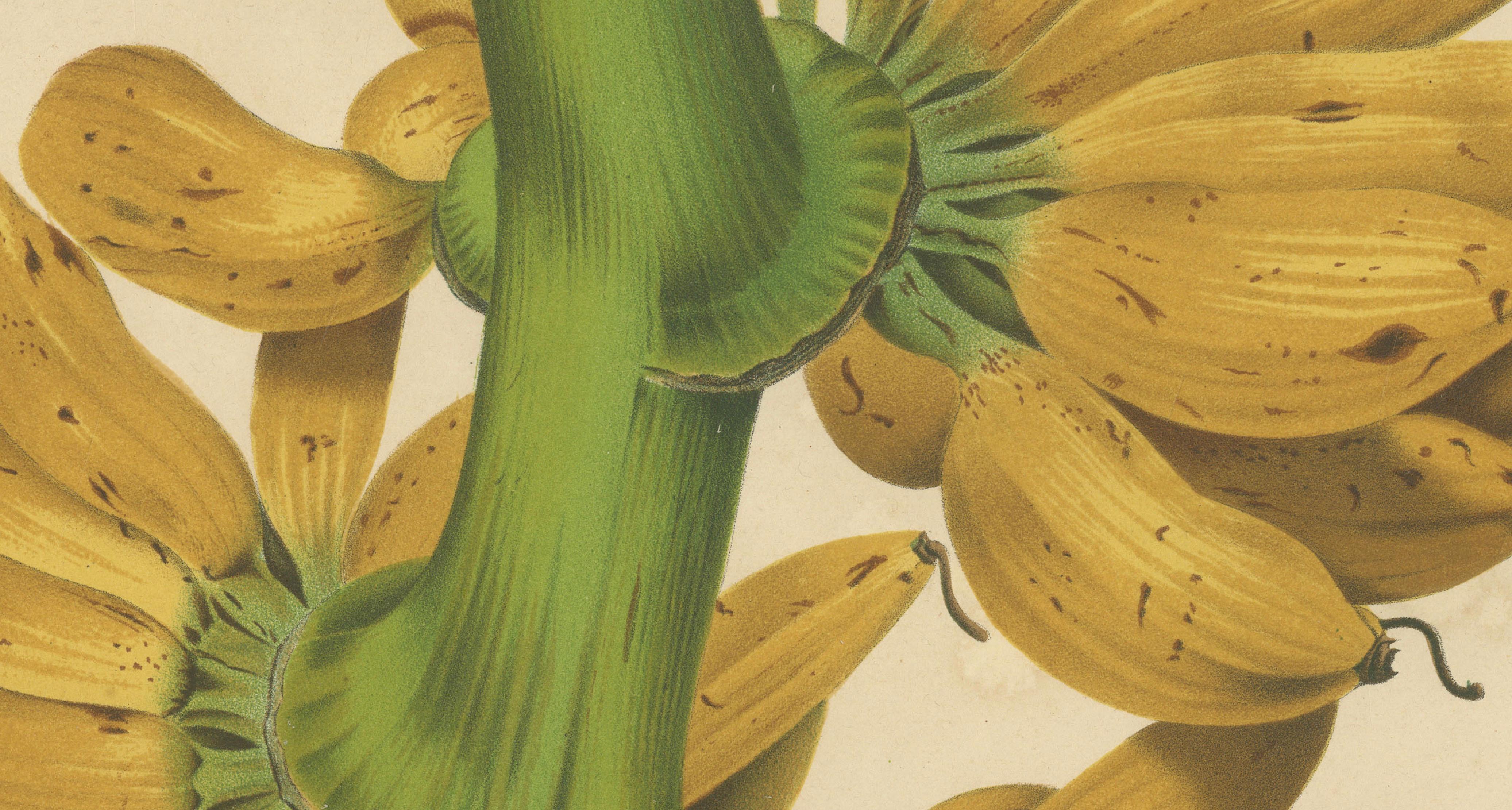 Antique Banana Botanical Chromolithograph by Hoola van Nooten, c. 1880