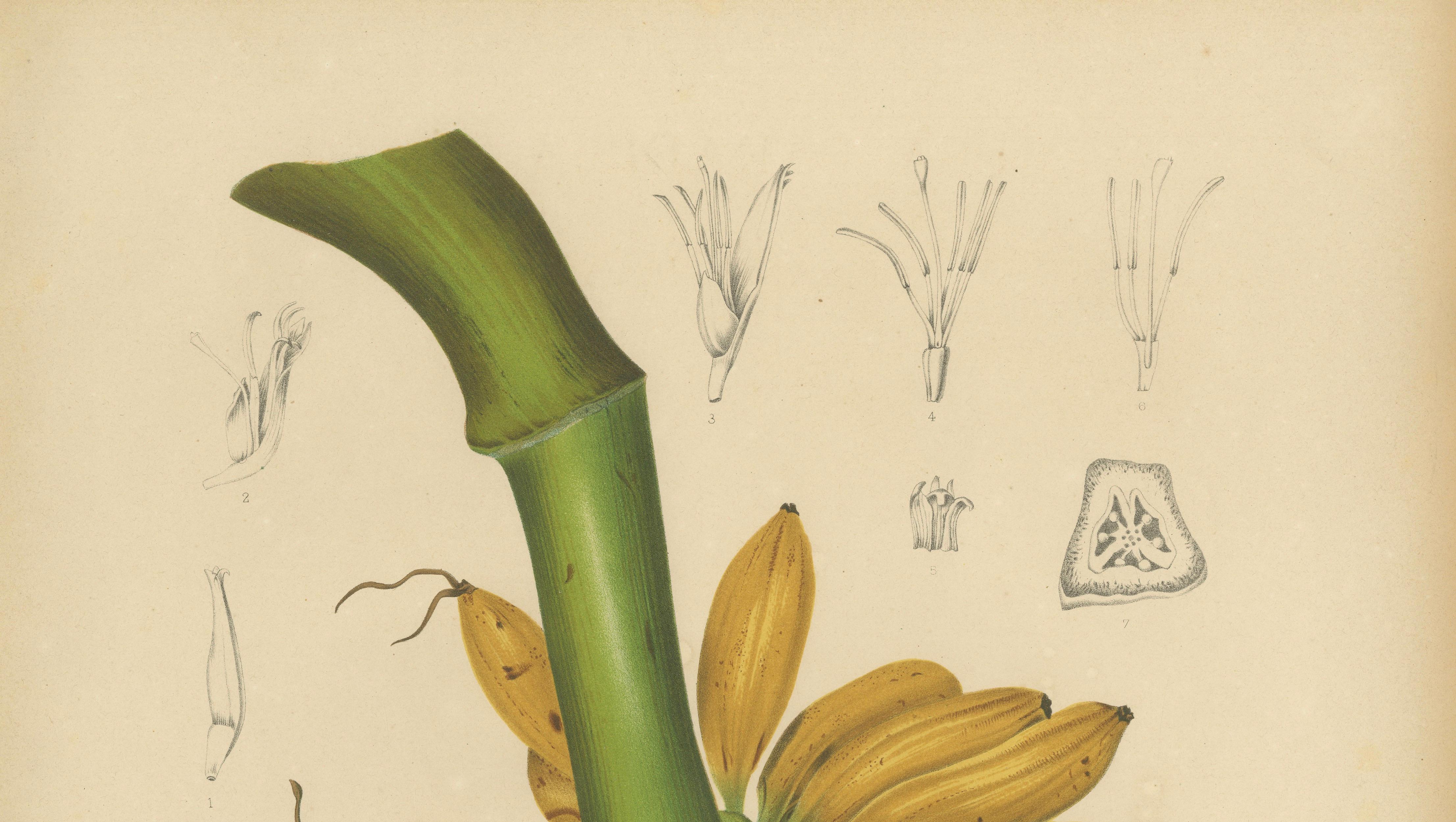 Antique Banana Botanical Chromolithograph by Hoola van Nooten, c. 1880