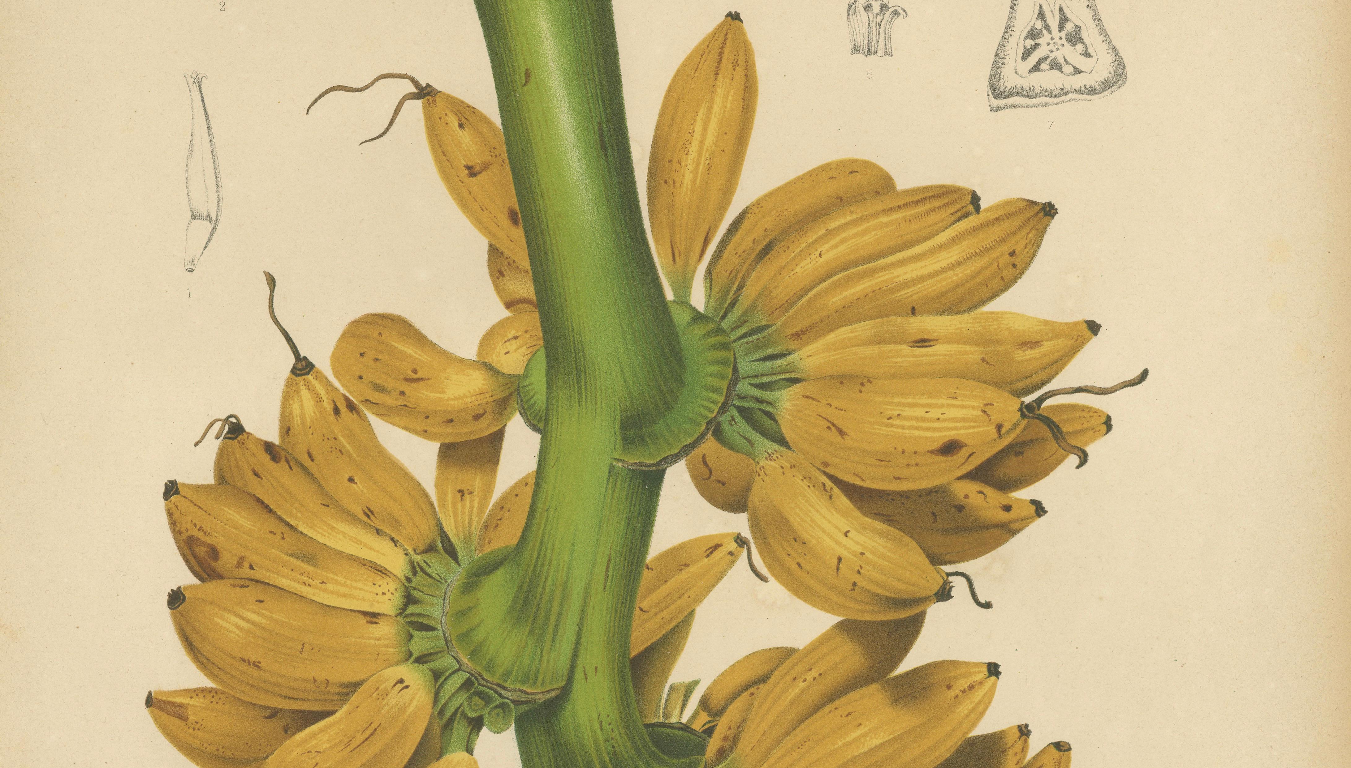 Antique Banana Botanical Chromolithograph by Hoola van Nooten, c. 1880