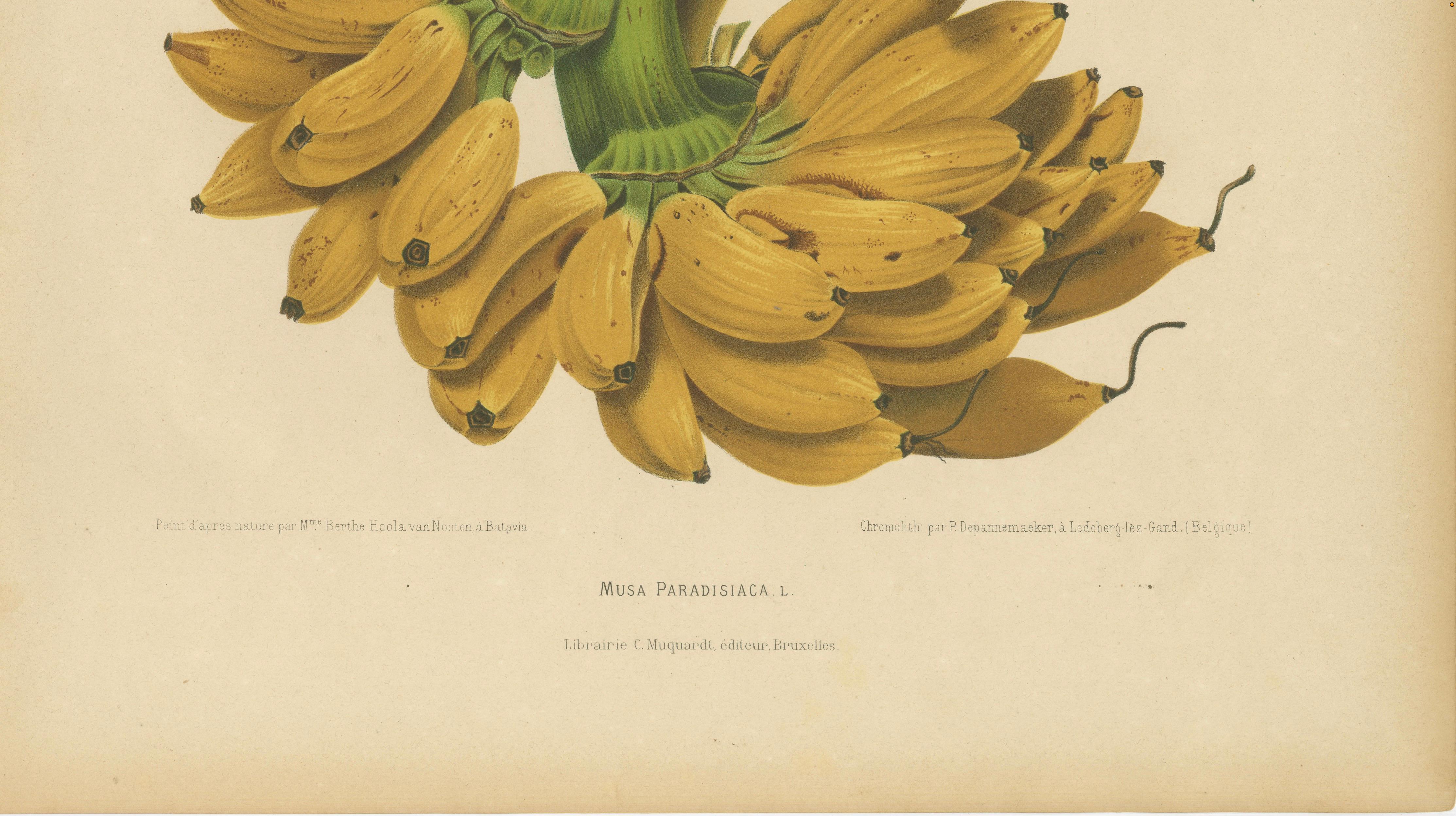 Antique Banana Botanical Chromolithograph by Hoola van Nooten, c. 1880