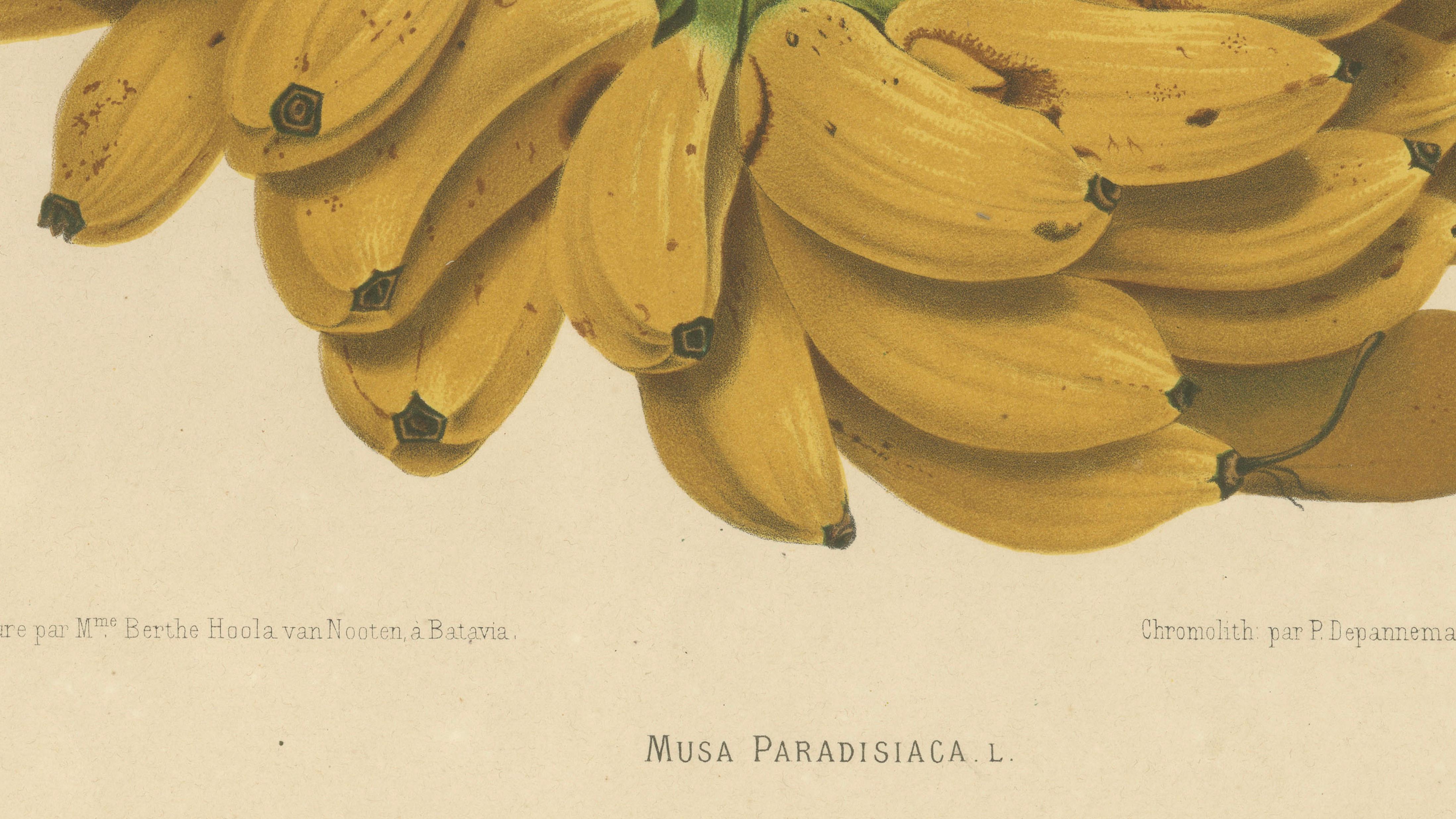 Antique Banana Botanical Chromolithograph by Hoola van Nooten, c. 1880