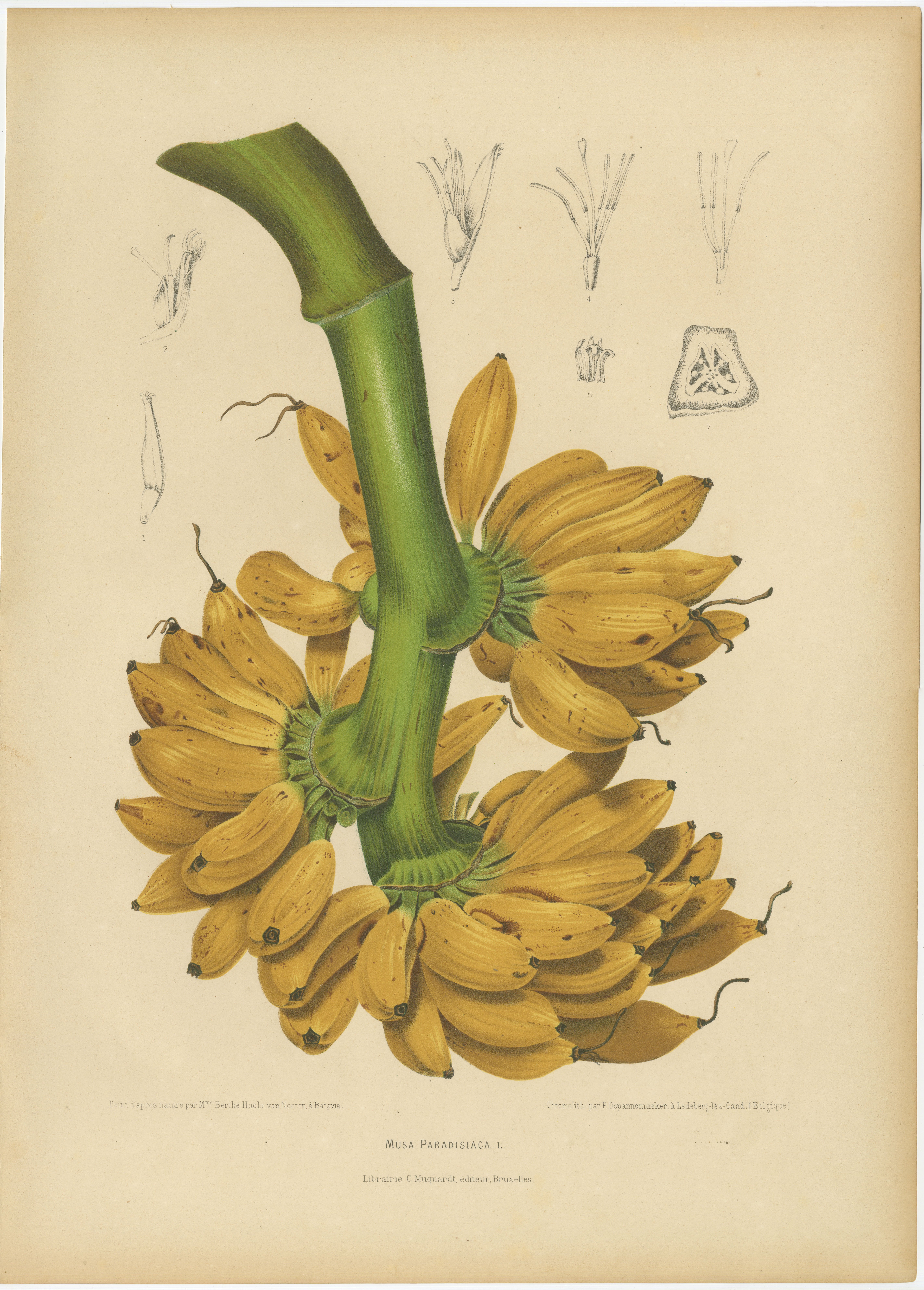 Antike botanische Chromolithografie mit Bananenmotiv von Hoola van Nooten, um 1880