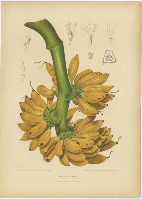 Antique Banana Botanical Chromolithograph by Hoola van Nooten, c. 1880