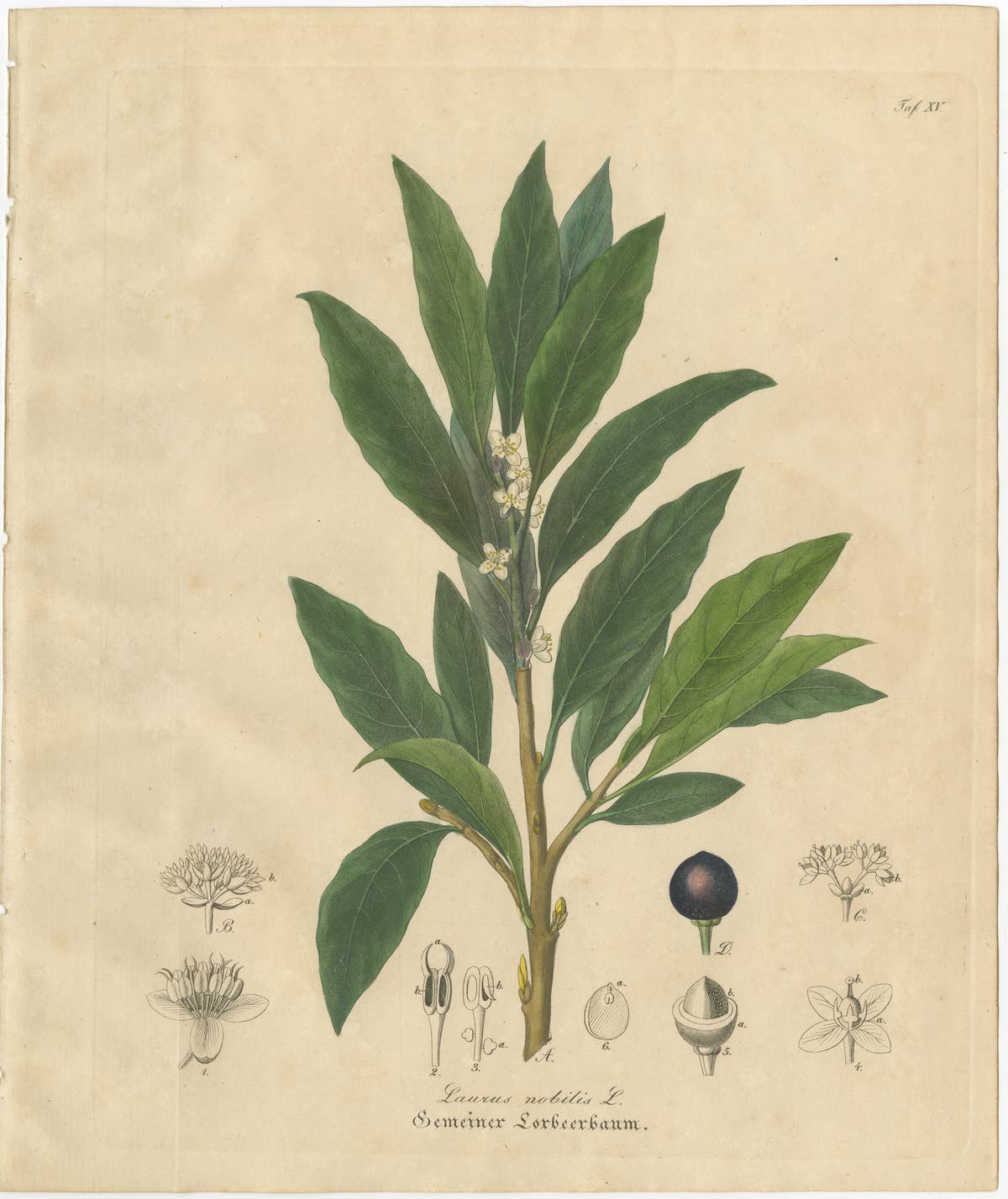 Antique Bay Laurel Botanical Print, Laurus Nobilis, Hand Colored, c.1831