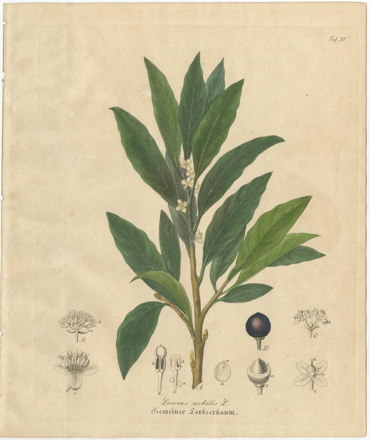 Antique Bay Laurel Botanical Print, Laurus Nobilis, Hand Colored, c.1831