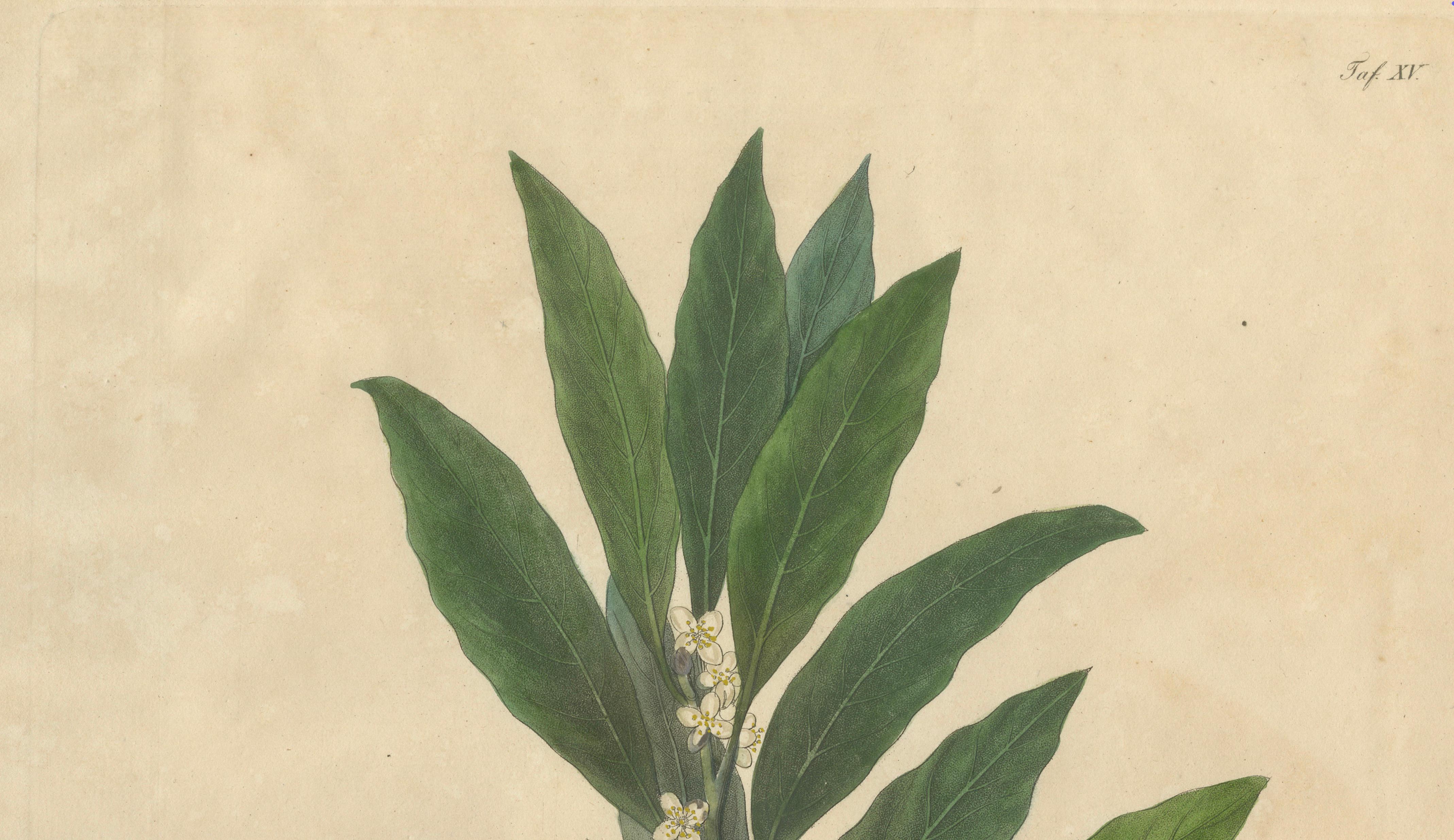 Antique Bay Laurel Botanical Print, Laurus Nobilis, Hand Colored, c.1831