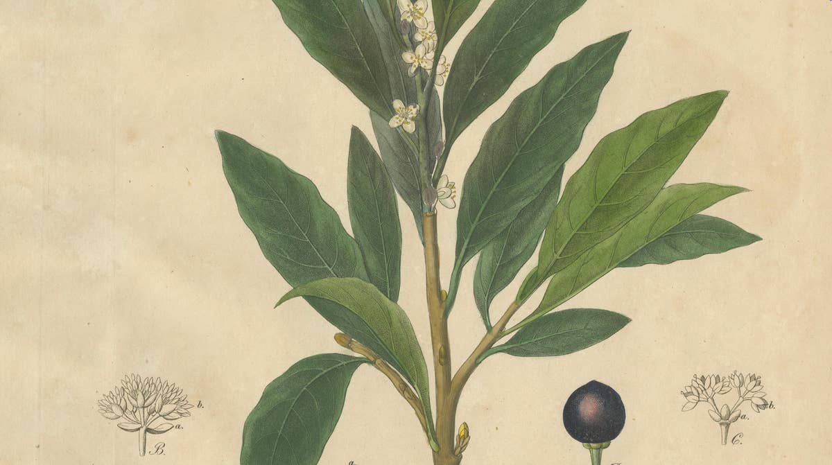 Antique Bay Laurel Botanical Print, Laurus Nobilis, Hand Colored, c.1831