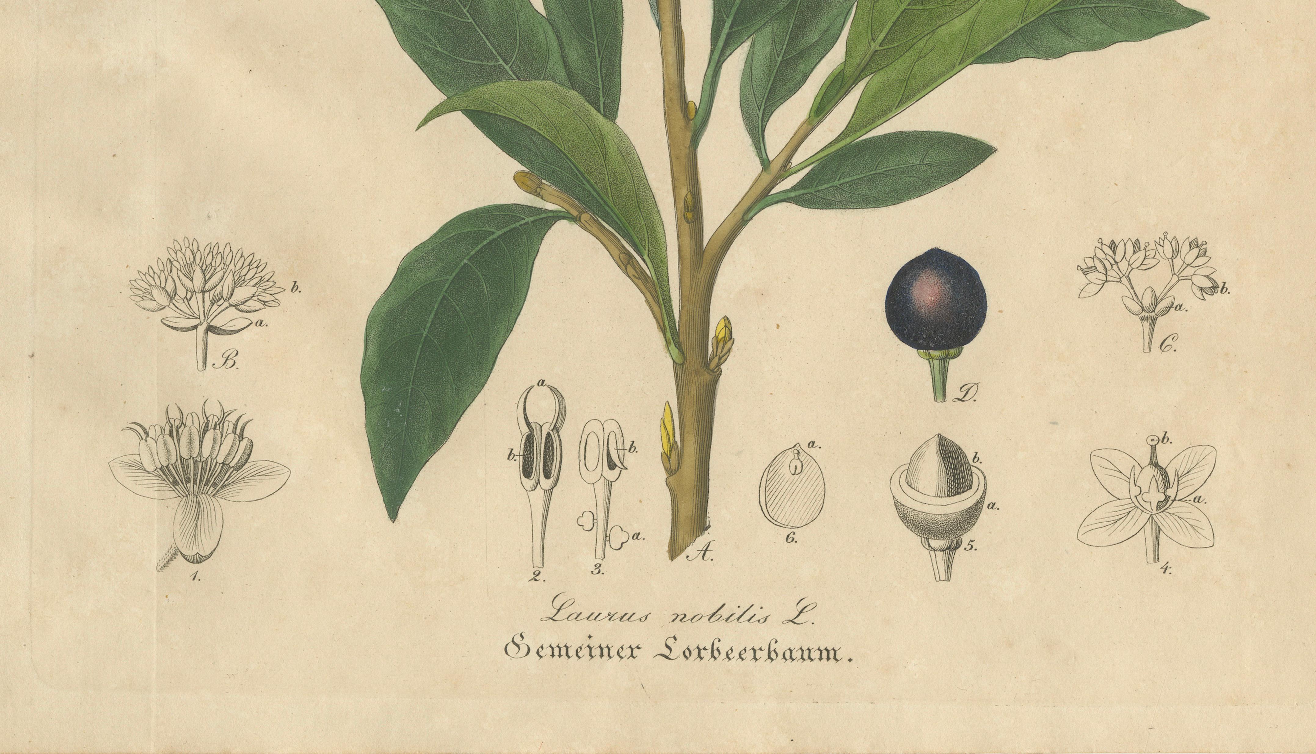 Antique Bay Laurel Botanical Print, Laurus Nobilis, Hand Colored, c.1831