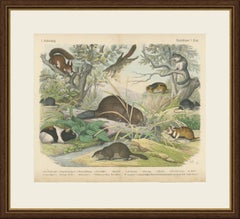 Antique Beaver and Red Squirrel Print with Hamster and Guinea Pig, circa 1890