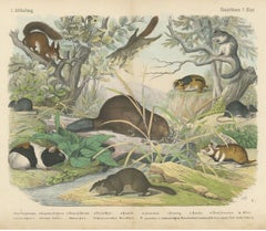 Antique Beaver and Red Squirrel Print with Hamster and Guinea Pig, circa 1890