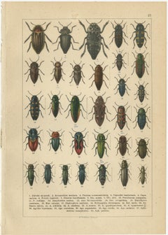 Antique Beetle Chromolithographs, European Coleoptera Plates, Calwer 1893