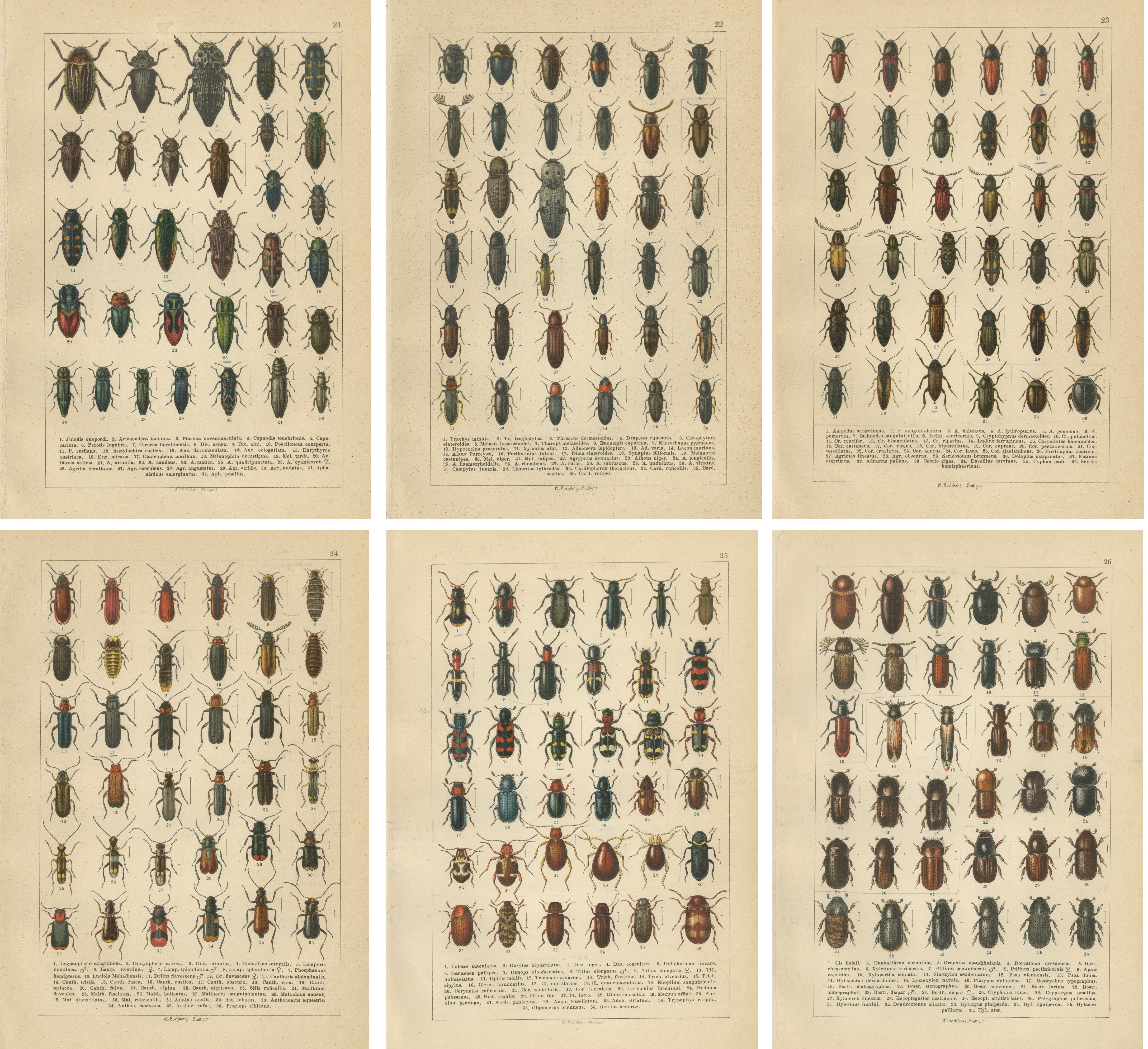 Antique Beetle Chromolithographs, European Coleoptera Plates, Calwer 1893 For Sale