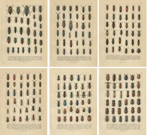 Antique Beetle Chromolithographs, European Coleoptera Plates, Calwer 1893