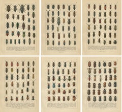 Antique Beetle Chromolithographs, European Coleoptera Plates, Calwer 1893