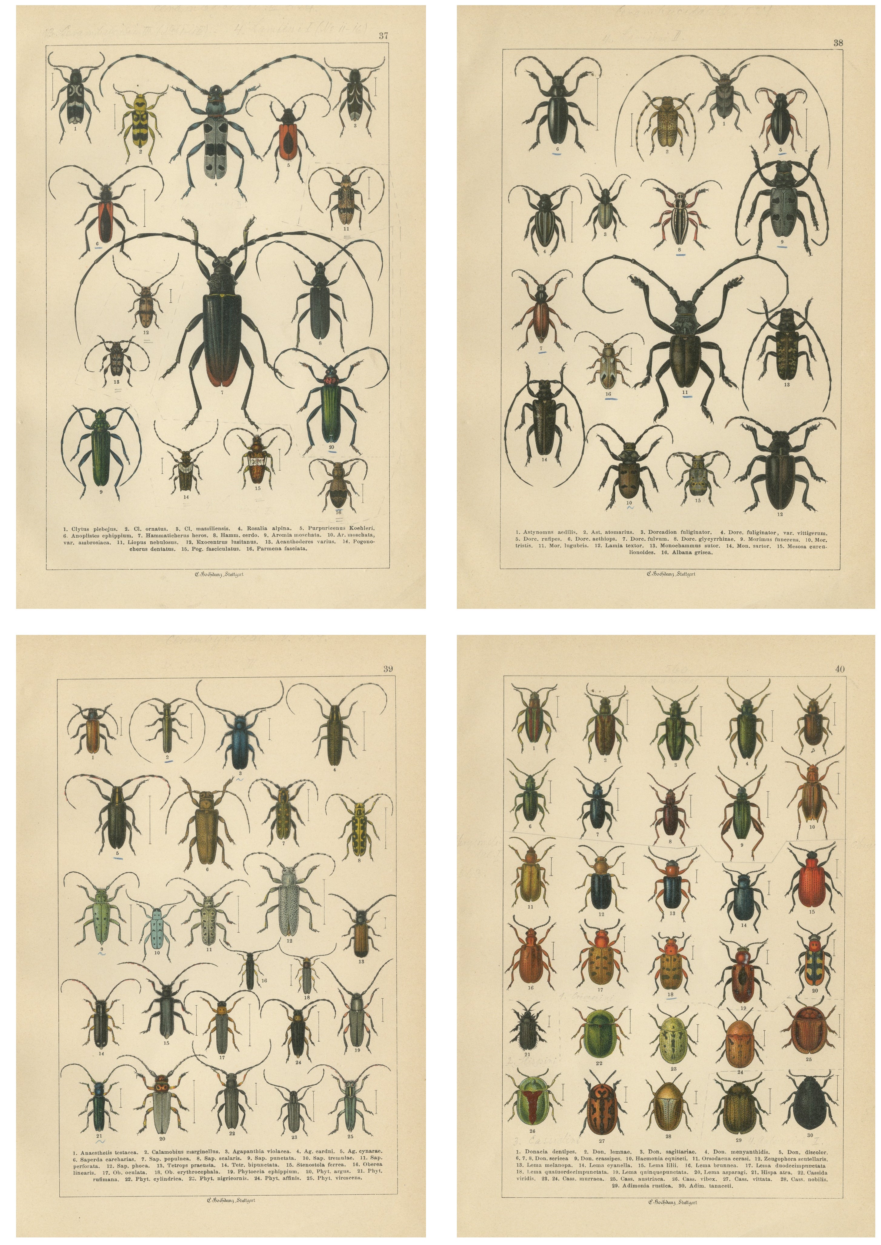 Antique Beetle Chromolithographs, European Species Plates, Calwer 1893 For Sale