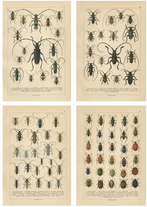 Antique Beetle Chromolithographs, European Species Plates, Calwer 1893