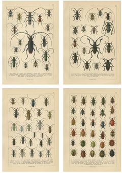 Antike Käfer-Chromolithographien, Europäische Artentafeln, Calwer 1893