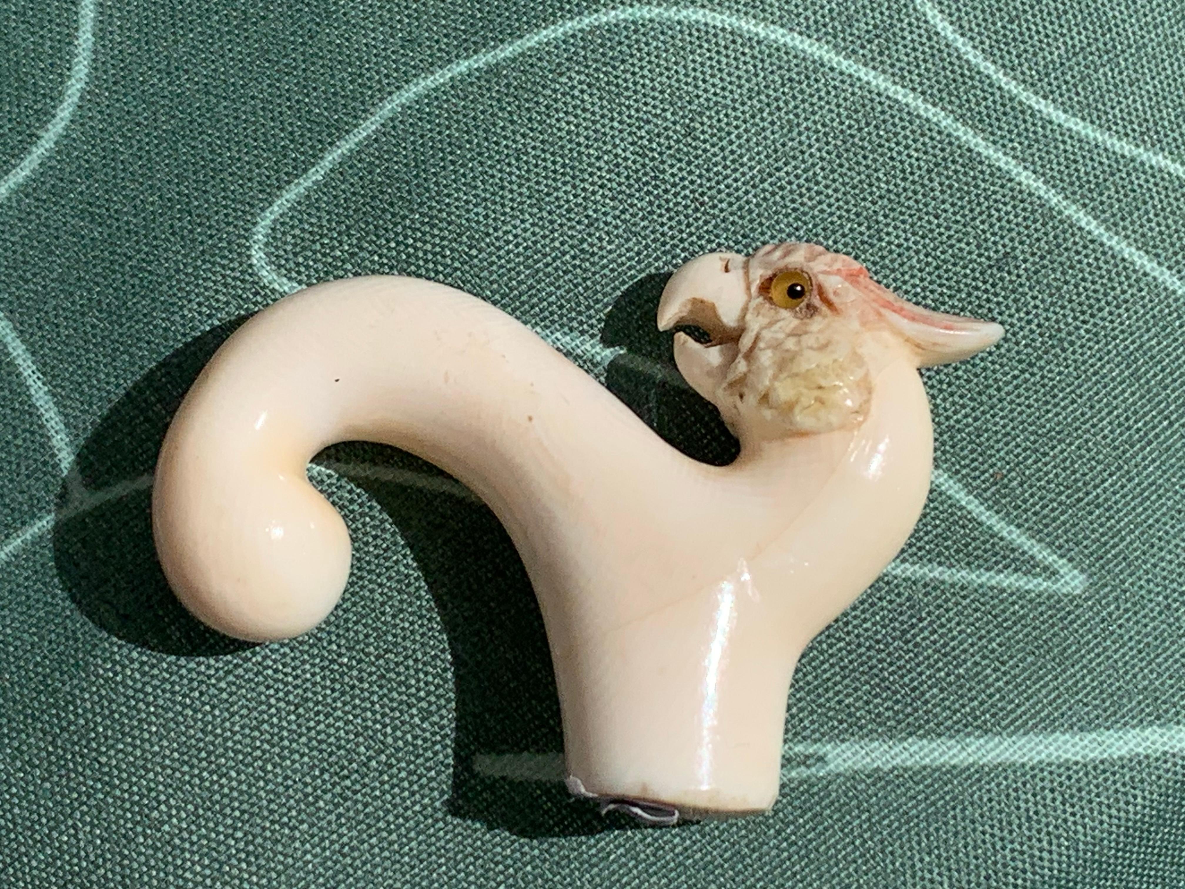 Antico bastone da passeggio Belle Époque con manico di pappagallo cacatua intagliato in osso in vendita 4