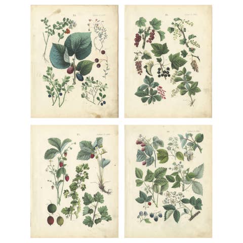 Antique Berry Botanical Chromolithographs, Currants & Wild Berries, Calwer 1854