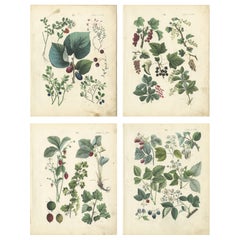Antique Berry Botanical Chromolithographs, Currants 
Wild Berries, Calwer 1854