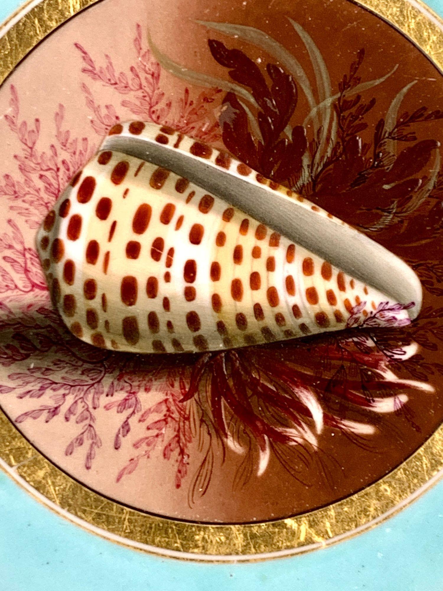 Antico piatto dipinto a mano BFB Worcester con conchiglie fondo acqua e dorato Ca. 1807 in vendita 1